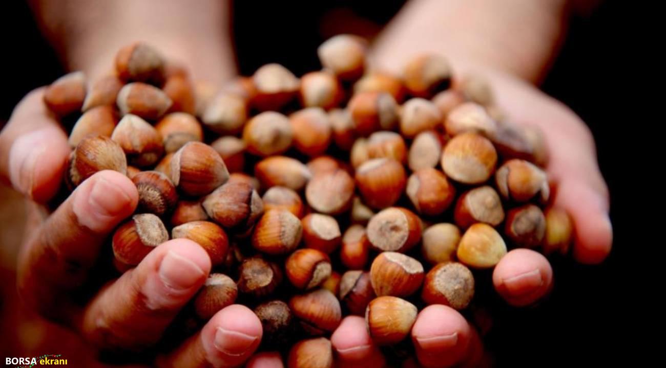 Giresun fındığı 350 TL bandına yükseldi… İşte fındık fiyatlarında son durum