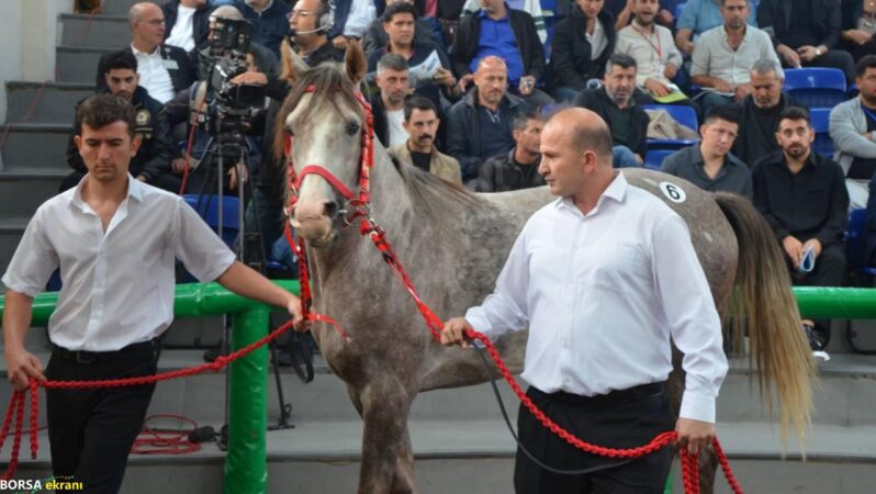 Günün rekortmeni ‘Torlak’… İşte satış fiyatı