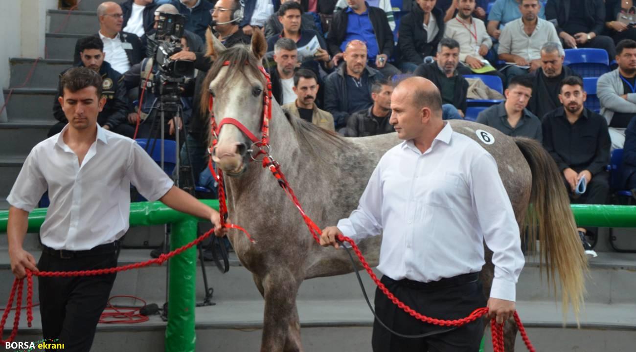 Günün rekortmeni ‘Torlak’… İşte satış fiyatı