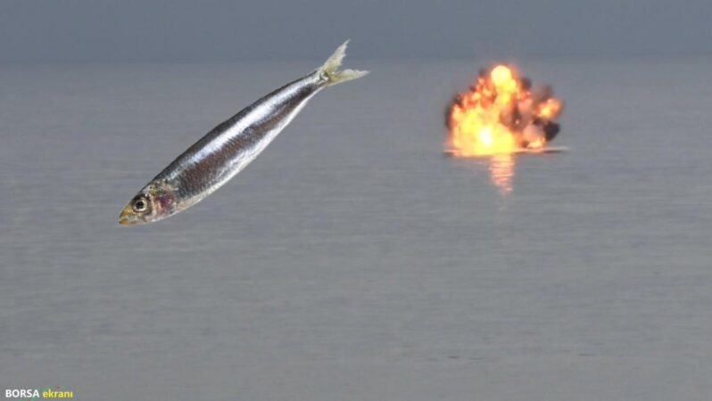 Hamsi niye kaçtı? Dikkat çeken iddia…