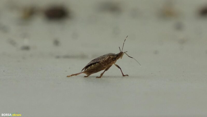 Kahverengi kokarca seferberliği: 20 bin tuzak, 4 bin litre ilaç dağıtıldı