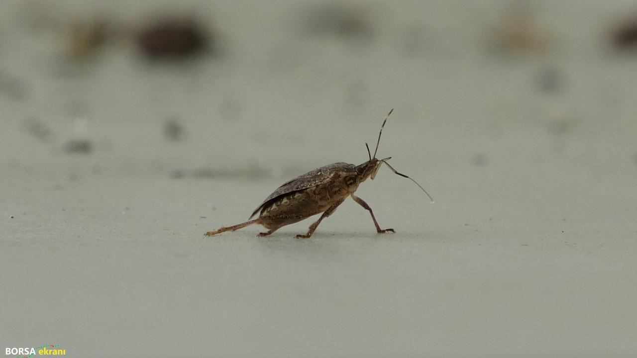 Kahverengi kokarca seferberliği: 20 bin tuzak, 4 bin litre ilaç dağıtıldı