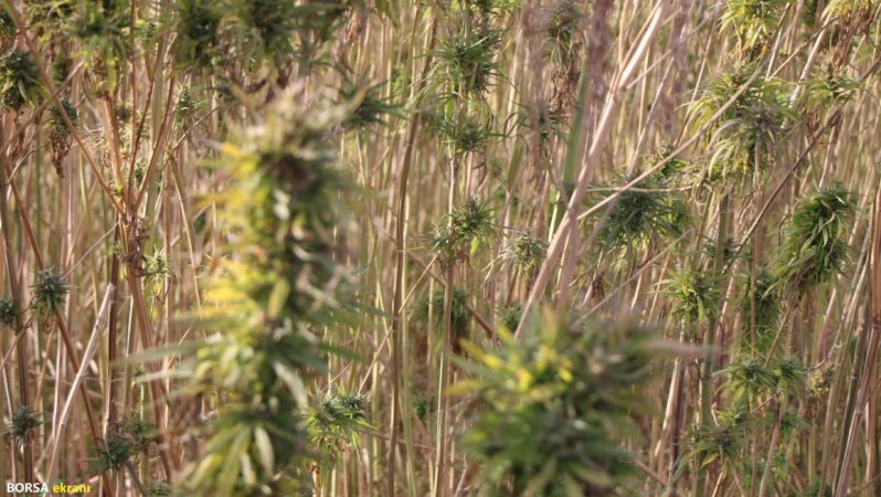Kenevirde hayal kırıklığı: Yüzde 87 azaldı