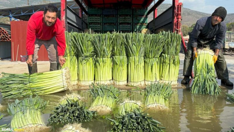 Kışlık sebze ve meyvede hasat başladı! Fiyatlar cep yakacak