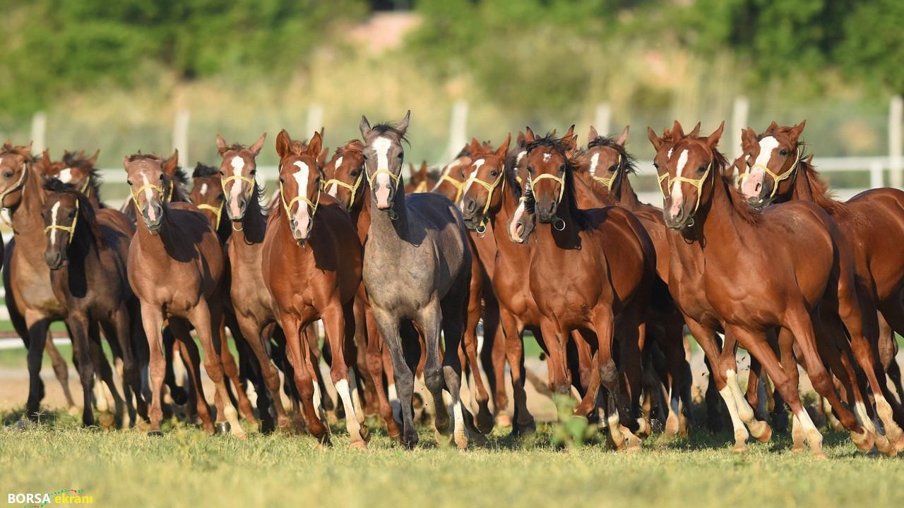 Milyonluk taylar Veliefendi Hipodromu’nda açık artırmayla satılacak!
