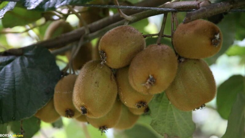 Ordu kivisinin kilogram satış fiyatı belli oldu