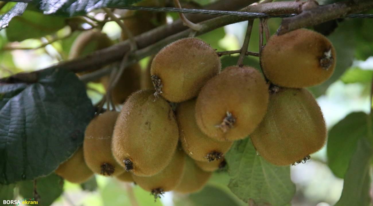 Ordu kivisinin kilogram satış fiyatı belli oldu