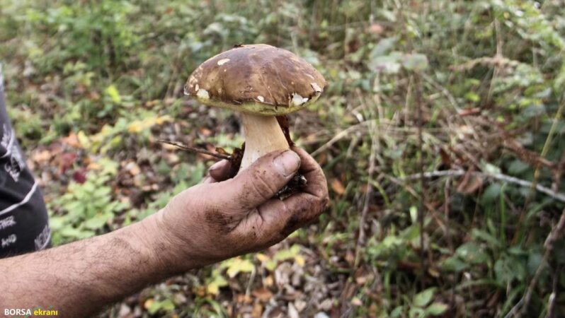 Sinop’ta “fesleğen mantarı” yöre halkına gelir kapısı oluyor