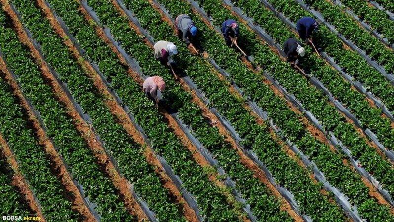 Son Dakika… TÜİK açıkladı: Çiftçinin eylül ayı enflasyonu belli oldu! Meyvede sert artış görüldü