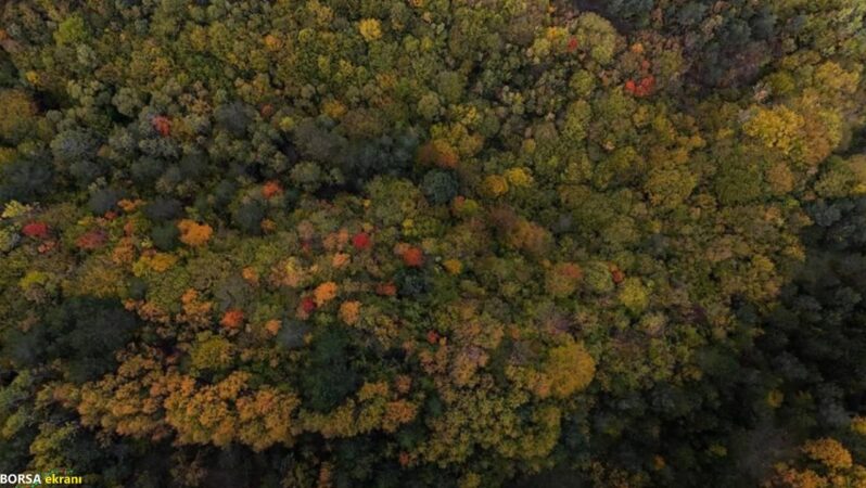 Sonbahar büyülüyor: Sarıdan kızıla doğa resitali