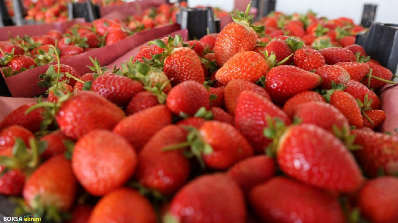 Yayladan İspanya’ya… Talebe yetişemiyorlar!