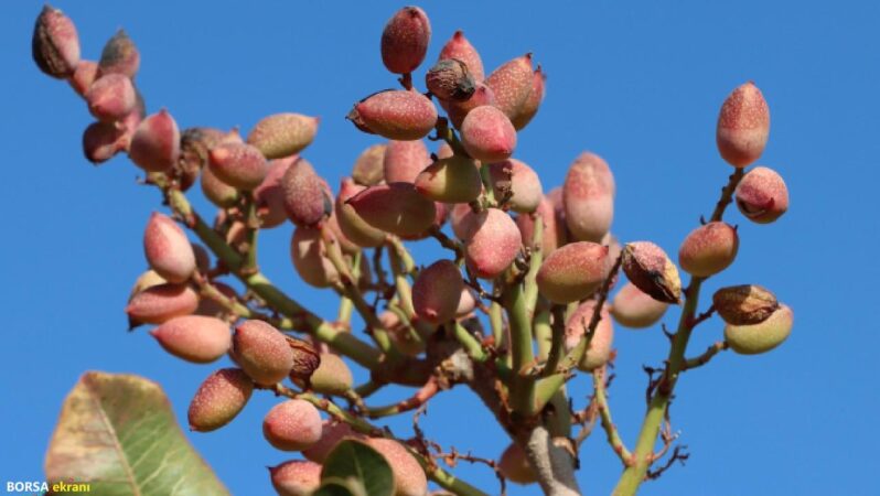 ‘Yeşil altın’da yok yılı
