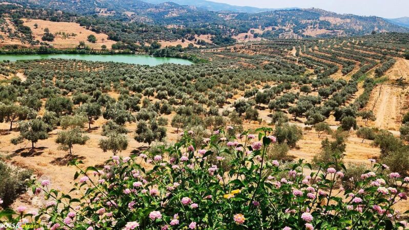 Zeytin ormanına dönüşen maden: Doğanın sessiz zaferi