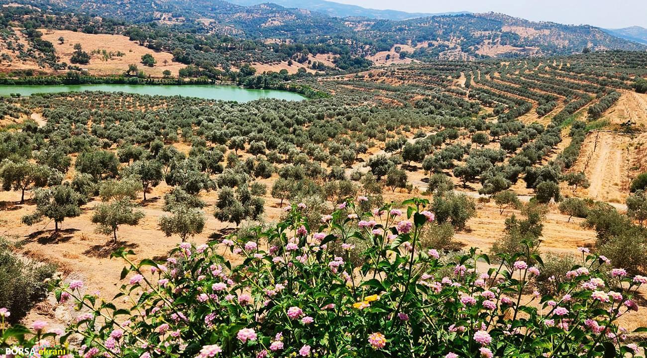 Zeytin ormanına dönüşen maden: Doğanın sessiz zaferi