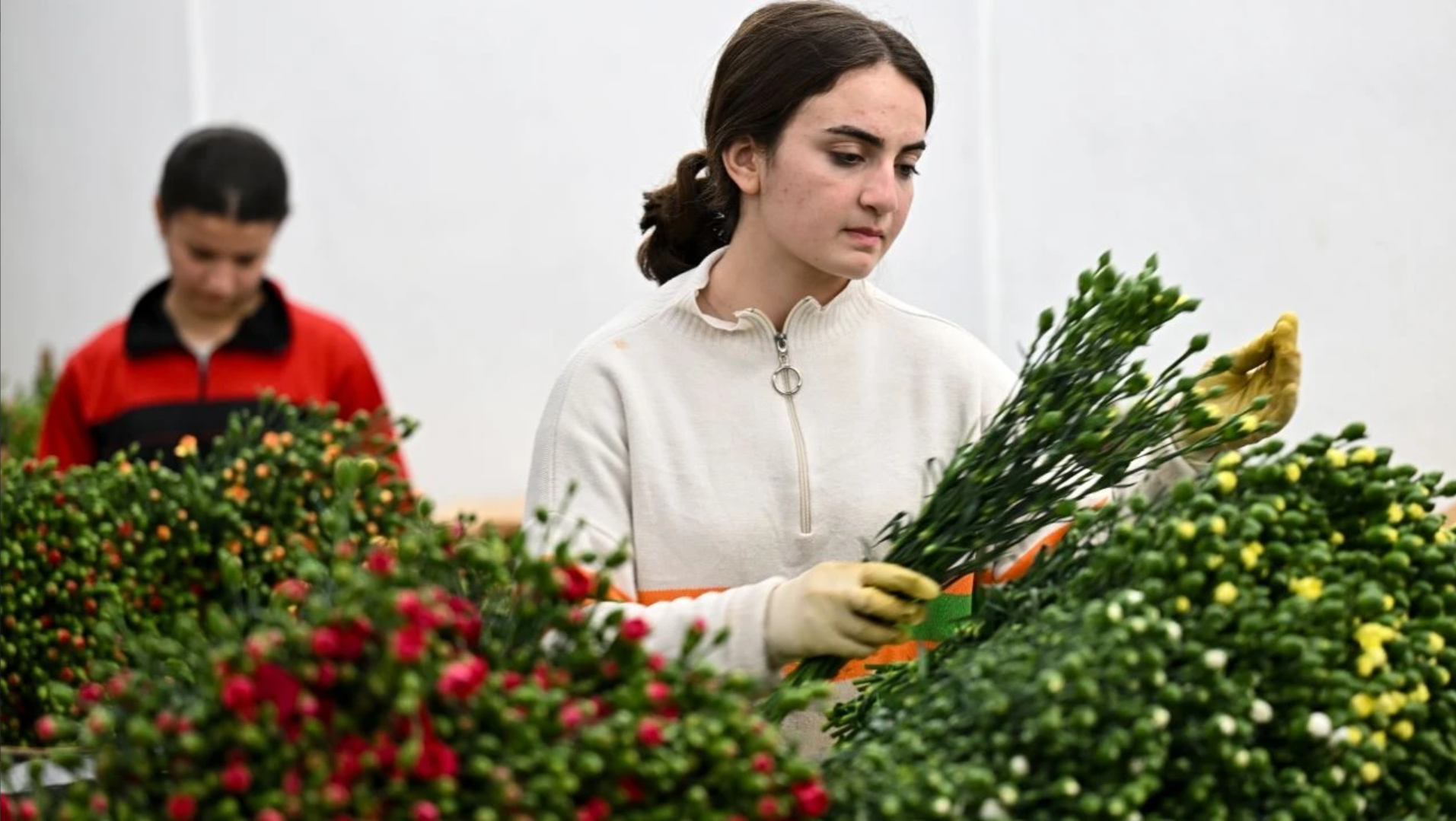 Çiçek İhracatı Rekora Gidiyor