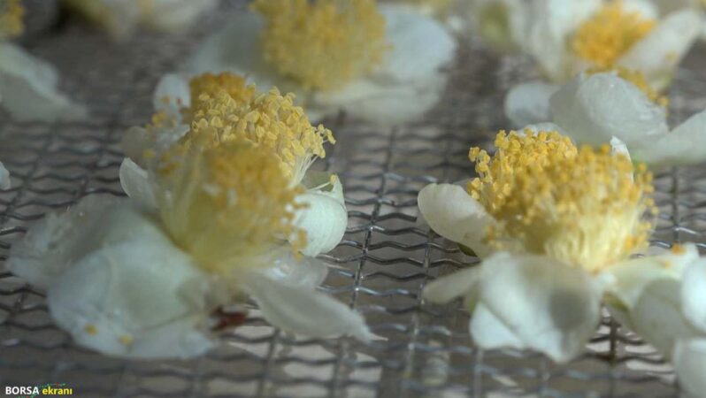 Çayın yeni ürünü ‘çay çiçeği çayı’ 6 bin TL’den satılıyor