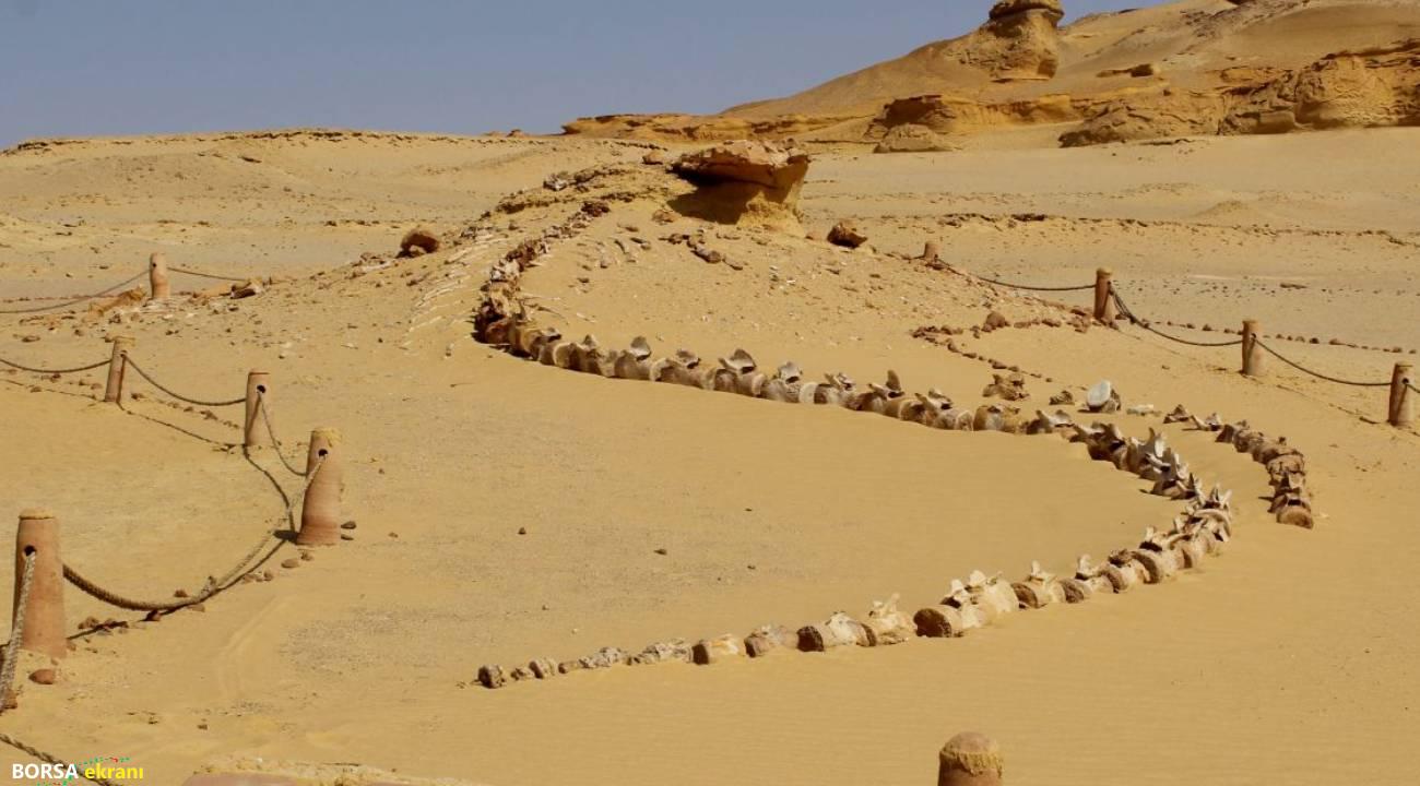 Dünyanın en ilginç yerlerinden: Çöldeki balinalar…