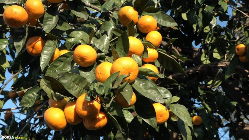 Hasat başladı! Bu mandalinayı yiyen vazgeçemiyor