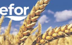 Efor’dan Dev Buğday Hamlesi