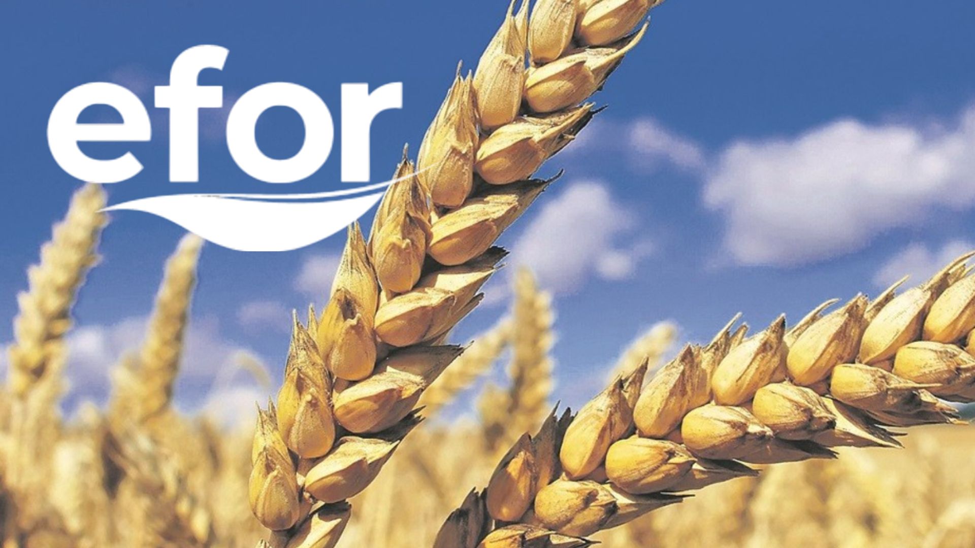 Efor’dan Dev Buğday Hamlesi