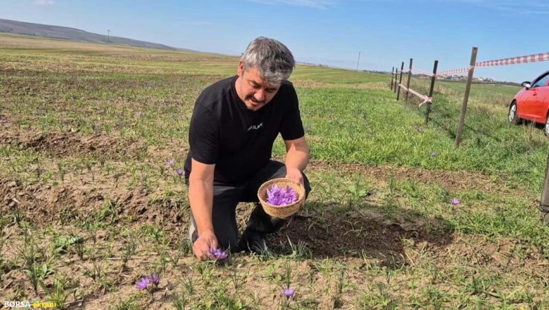 Kilosu altınla yarışıyor! Üretici mahsul değil servet topluyor