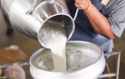 Son dakika: TÜİK açıkladı! Toplanan inek sütü eylülde azaldı