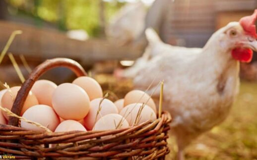 Tavuk eti üretimi arttı, yumurta geriledi: TÜİK Eylül ayı verilerini açıkladı