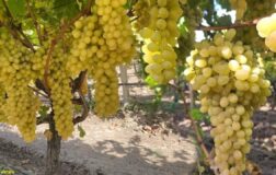 Üzüm fiyatları dibe vurdu: 50 bin ton ürün bağlarda kaldı