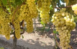 Üzüm fiyatları dibe vurdu: 50 bin ton ürün bağlarda kaldı