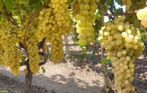 A1CAP– 2025 3. Çeyrek Finansal Analiz Raporu