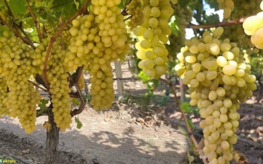 Üzüm fiyatları dibe vurdu: 50 bin ton ürün bağlarda kaldı