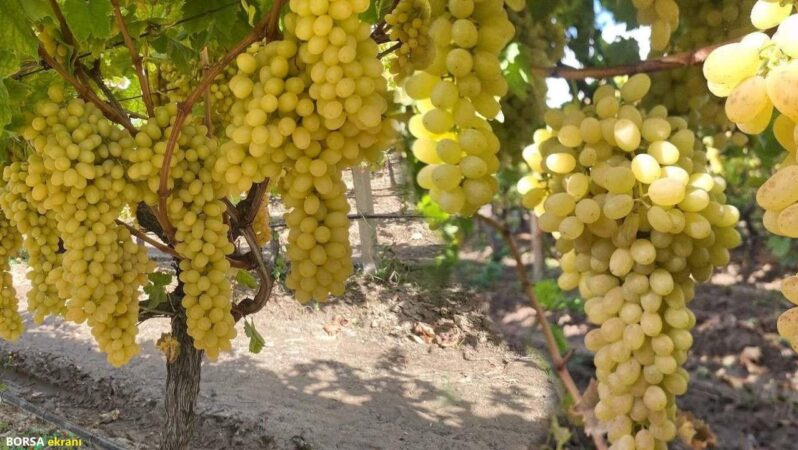 Üzüm fiyatları dibe vurdu: 50 bin ton ürün bağlarda kaldı