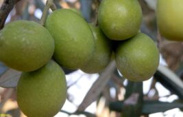 Zeytin ve zeytinyağında fiyatlar üreticinin yüzünü güldürdü