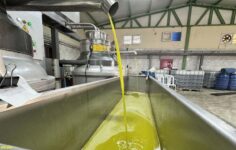 Devlet desteği ile zeytinyağı fabrikası kuran muhtar mahalleyi iş sahibi yaptı