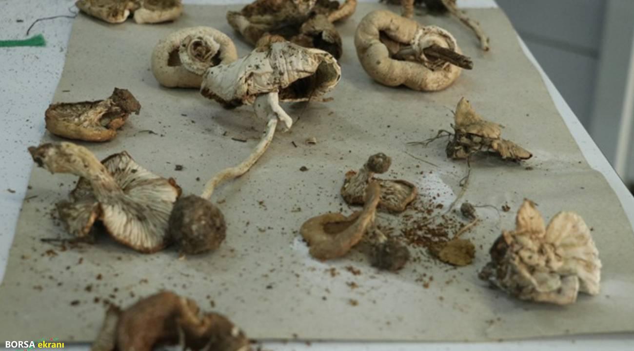 Ganos’un mantar çeşitliliği kayıt altına alınıyor