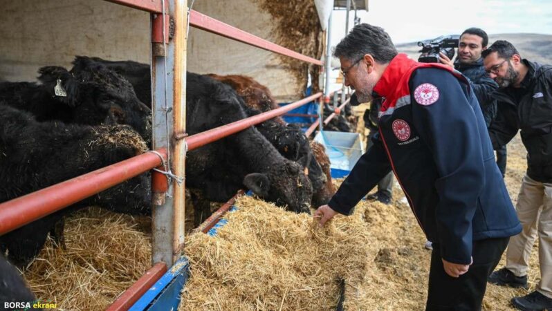 Kırmızı et üretimini artıracak proje meyvelerini vermeye başladı