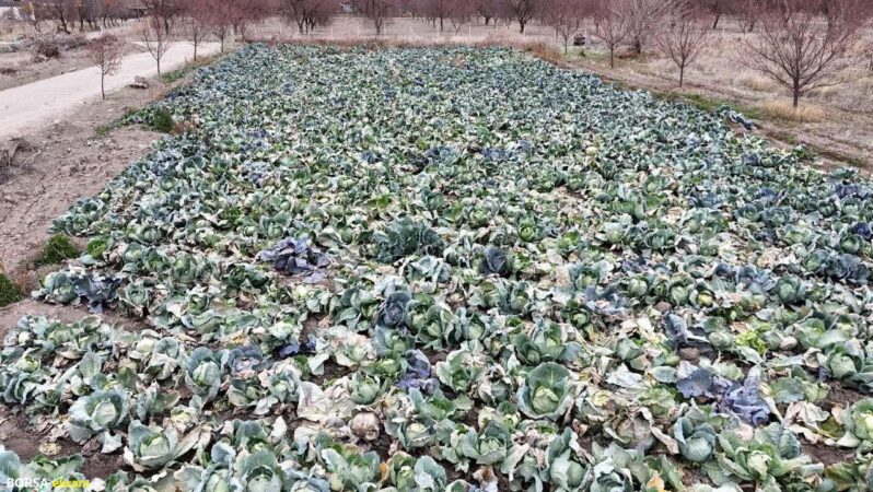 Malatya’da donun zararı lahanayla kapanıyor