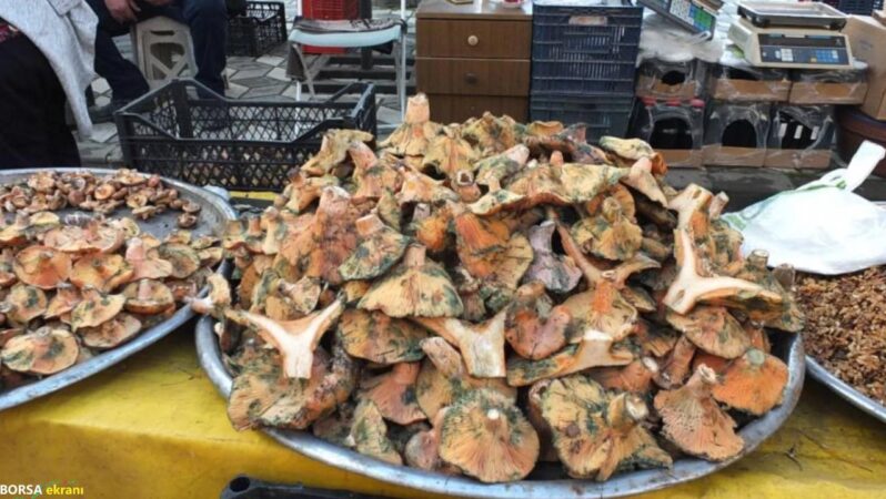 Melki Mantarı bereketi: Kilosu 400 liradan 100 liraya düştü