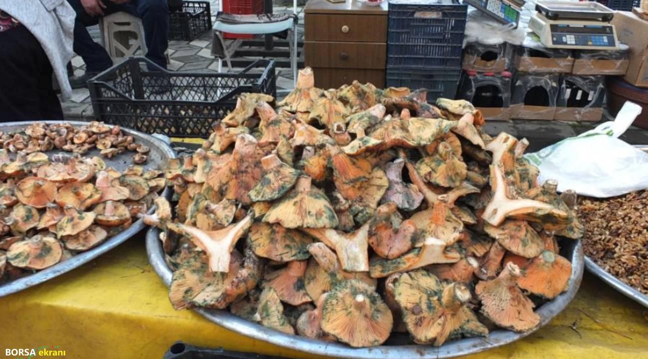 Melki Mantarı bereketi: Kilosu 400 liradan 100 liraya düştü