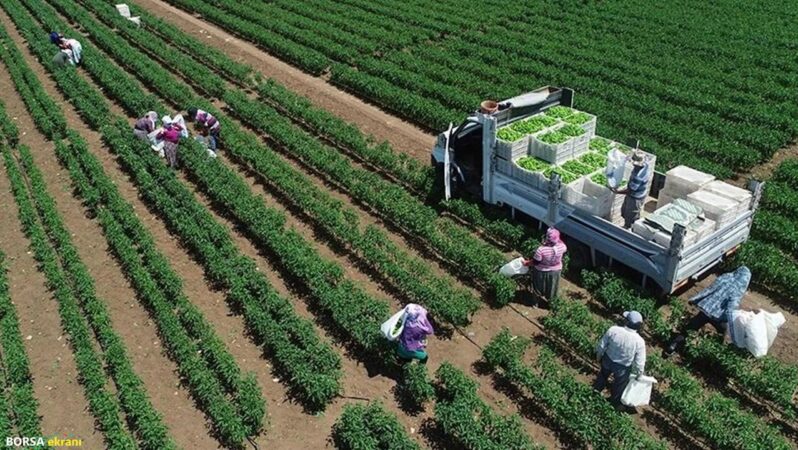 TÜİK: 2025 yılında bitkisel üretim geriledi, meyvede sert düşüş yaşandı