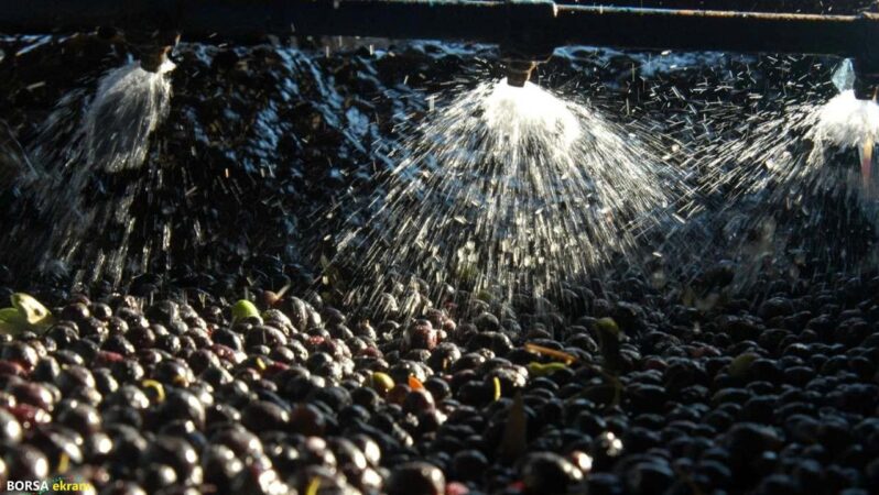 Zeytinde kullanılan su, tarıma “altın su” olarak dönecek