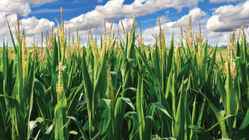 GRTHO’dan 306 Milyon TL’lik Mısır Satışı Anlaşması