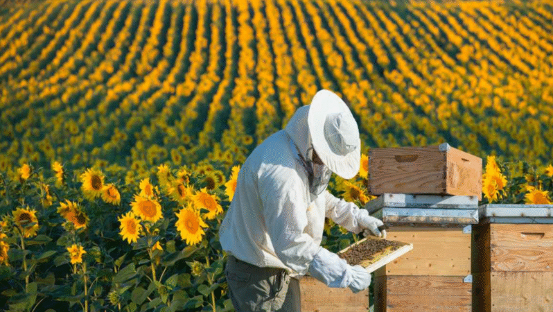 Türkiye Arıcılık Festivali İstanbul’da Kapılarını Açtı