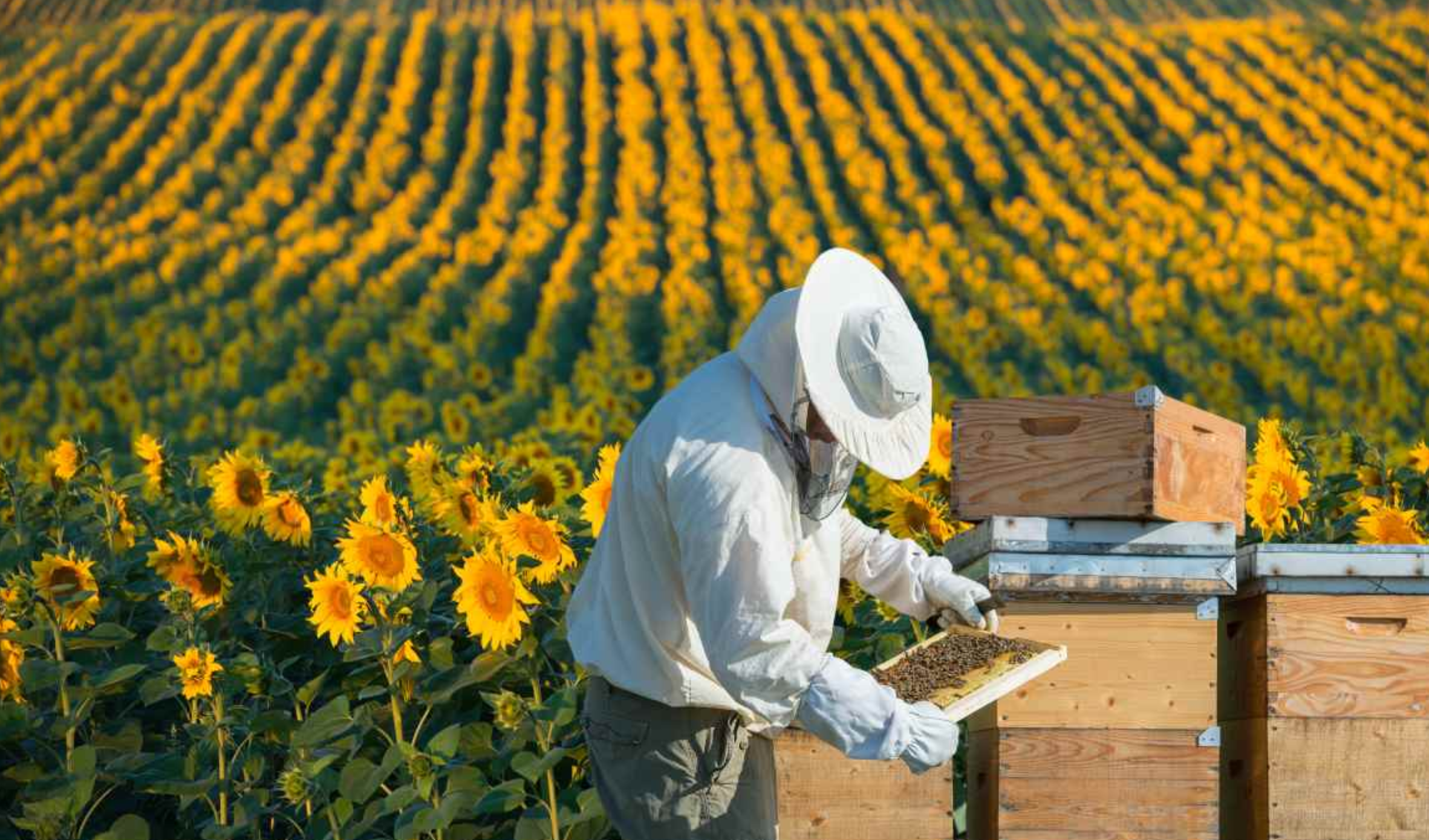 Türkiye Arıcılık Festivali İstanbul’da Kapılarını Açtı