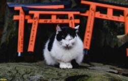 Japonya’da 20 milyar dolarlık ‘Kedi Günü’
