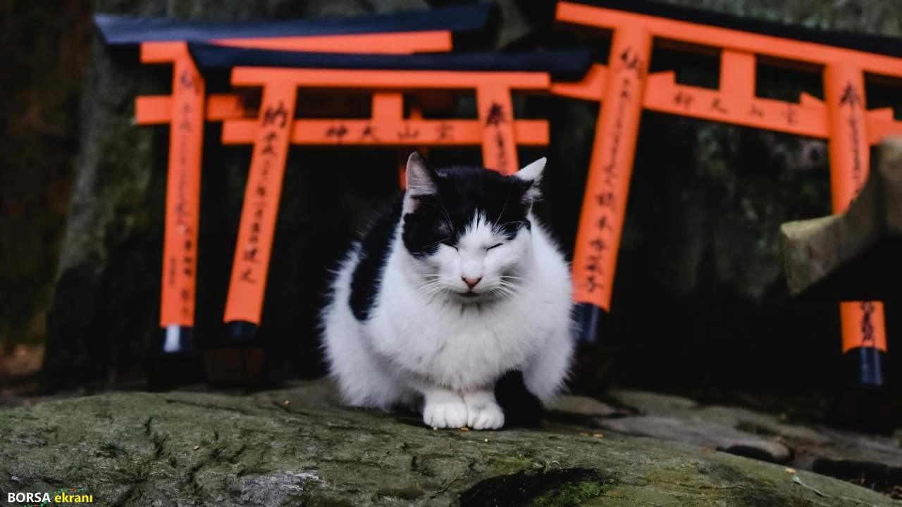 Japonya’da 20 milyar dolarlık ‘Kedi Günü’