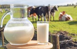 Sütte 2025 tablosu: Toplama geriledi, ayran ve yoğurt üretimi rekor kırdı