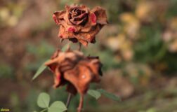 Zirai don Sevgililer Günü’nü vurdu: Güller dalında kurudu, fiyatlar uçtu