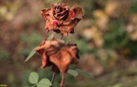 Zirai don Sevgililer Günü’nü vurdu: Güller dalında kurudu, fiyatlar uçtu