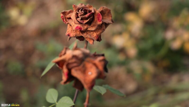 Zirai don Sevgililer Günü’nü vurdu: Güller dalında kurudu, fiyatlar uçtu